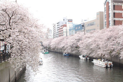 Cherry blossoms Festival