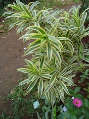 20+ Tanaman Hias Daun Wali Songo