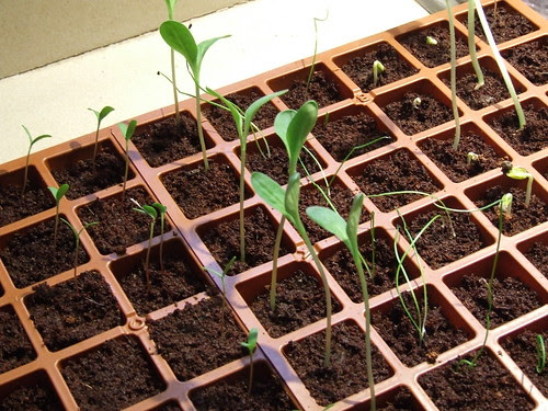 Seedlings
