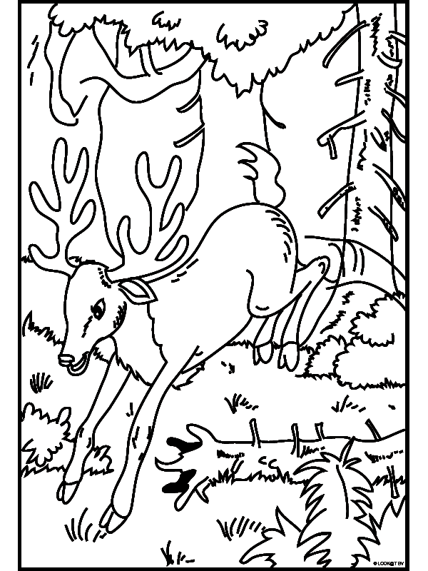 Hert Dieren Kleurplaten Kleurplaten Print Een Mooie Kleurplaat