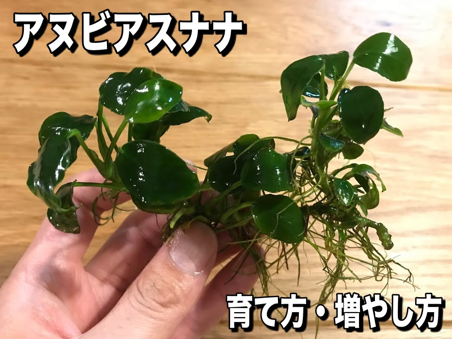 初心者にオススメ アヌビアスナナ プチ の特徴 育て方 増やし方 Aqua24アクアリウム