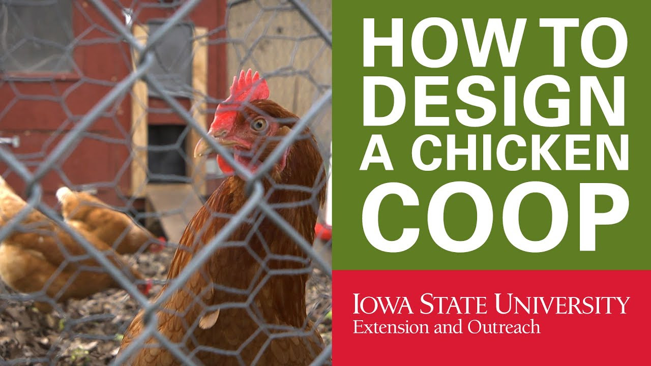 Backyard Chickens: How to Design Your Chicken Coop - YouTube