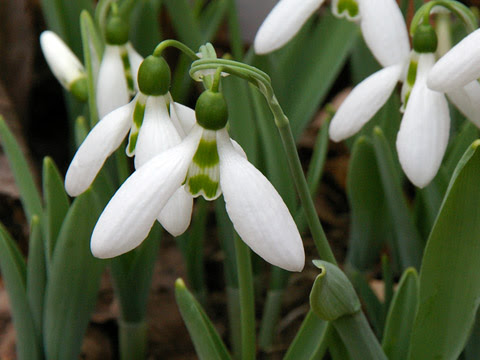 2月2日の誕生花 スノードロップの花言葉 希望 カムとキクタンの大満足時代