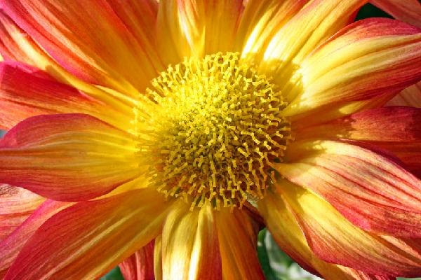 bright flower