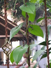 13+ Tanaman Hias Daun Merambat