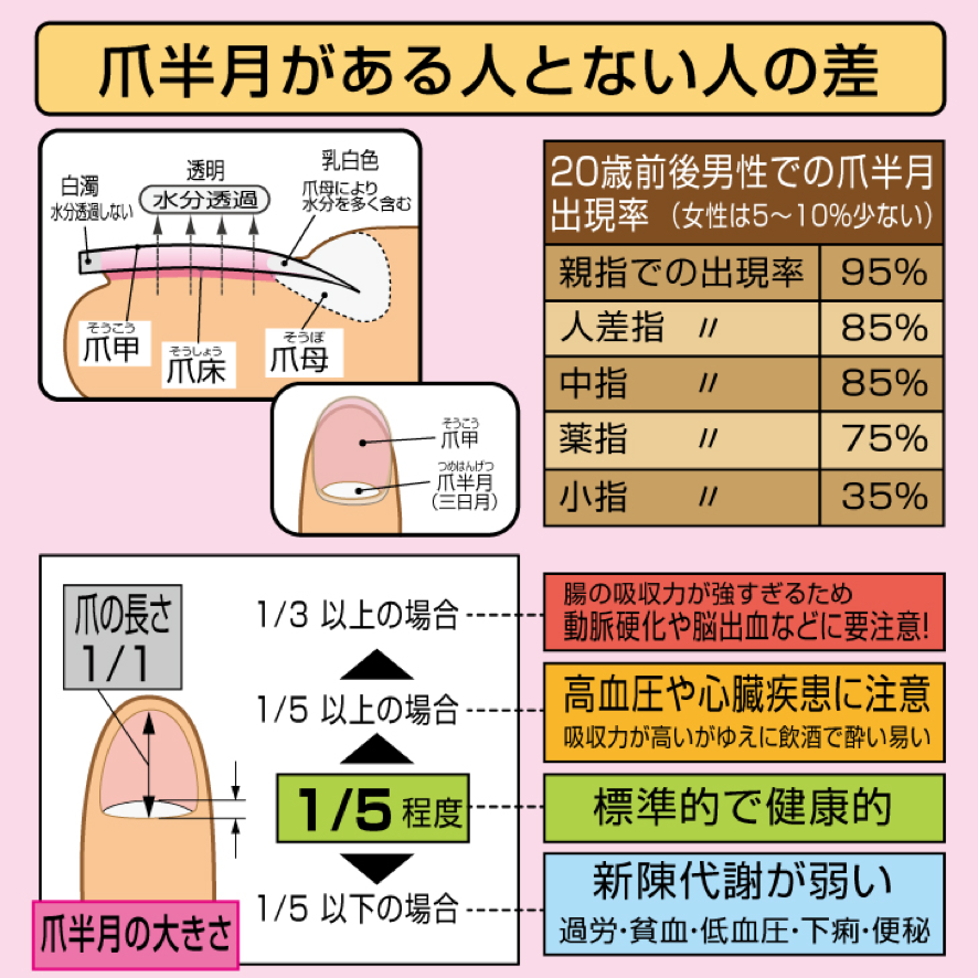 手相 爪の白い部分 爪半月 が小さいと不健康 ウラスピナビ