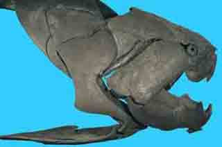 Prehistoric fish packed a mean