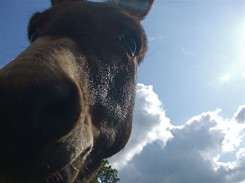 photos of animals