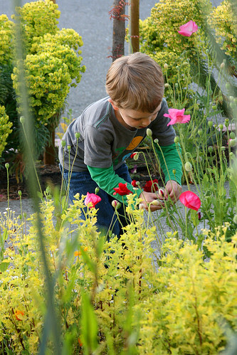 helping the poppies