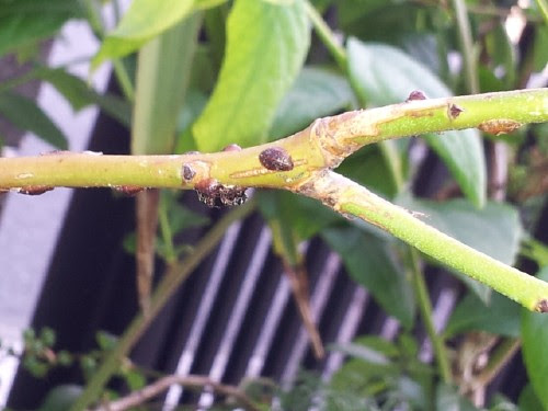 ﾘﾍﾞｲﾙの栽培日記 隠れ上手なカイガラムシ ミズキタカイガラムシ