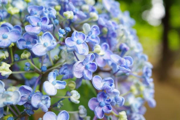 中野の梅雨 散歩しながら紫陽花を楽しむ 公式 Nakano Central Park 中野セントラルパーク
