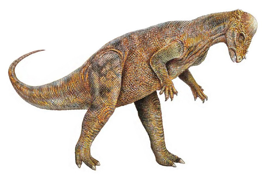 Pachycephalosaurus Pictures Facts The Dinosaur Database