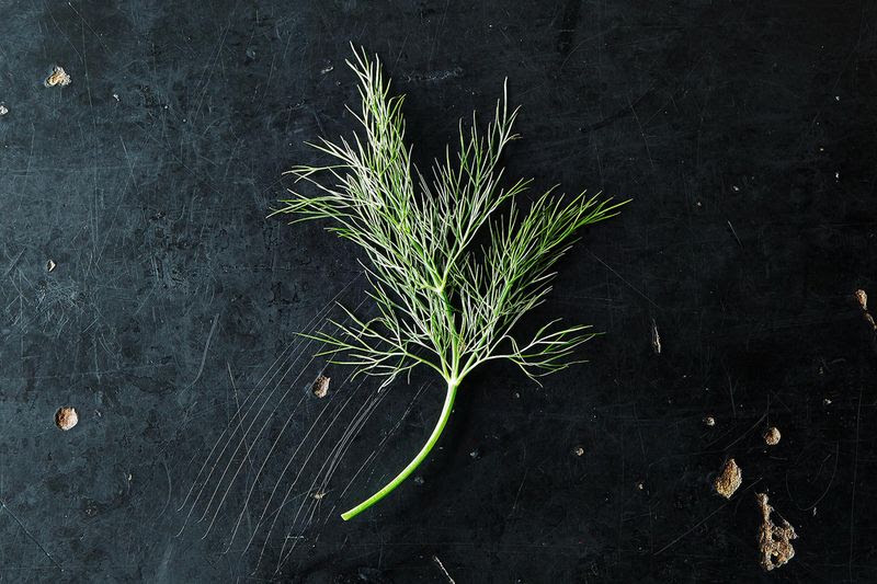 Dill