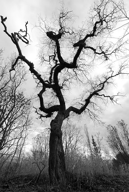 A black and white tree, bare, with branches cracking the sky.