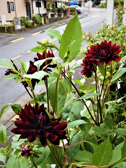 ダリア黒蝶 コクチョウ 黒紅色の美しい花 Noririの庭