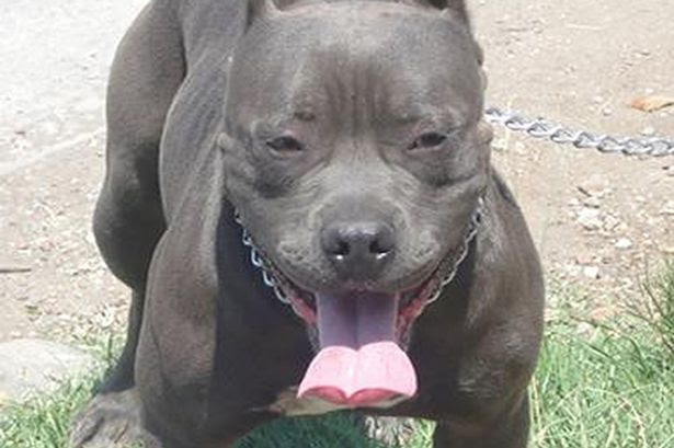Ashley Miller, 18, from Florida, took pictures of herself engaging in sexual activities with a Pit Bull (dog posed by model)