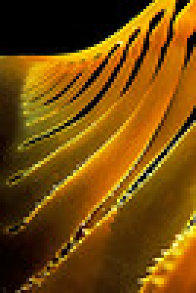 Kelp Supplements on Side Effects For Overdosing On Too Much Kelp And Or Iodine     3