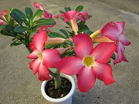 ８月２０日の誕生花 アデニウムの花言葉 一目惚れ 美しくロマンチックな砂漠のバラの 純粋な心 弥生おばさんのガーデニングノート 花と緑の365日 楽天ブログ