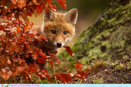Firefoxfall.jpg (500×333)