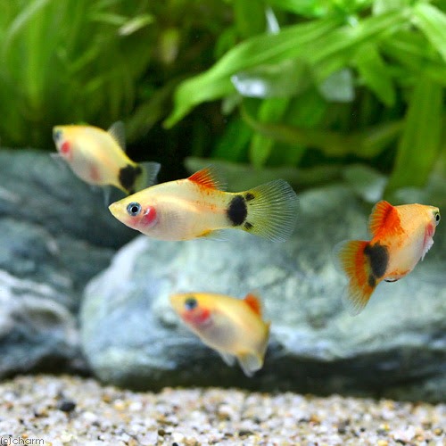 ミッキーマウスプラティ 熱帯魚のt Fish L