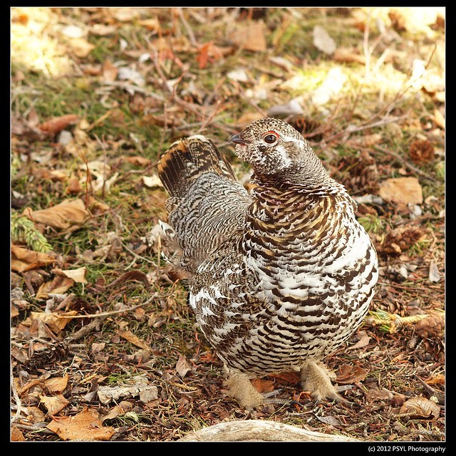 Spruce Grouse (Falcipennis canadensis)