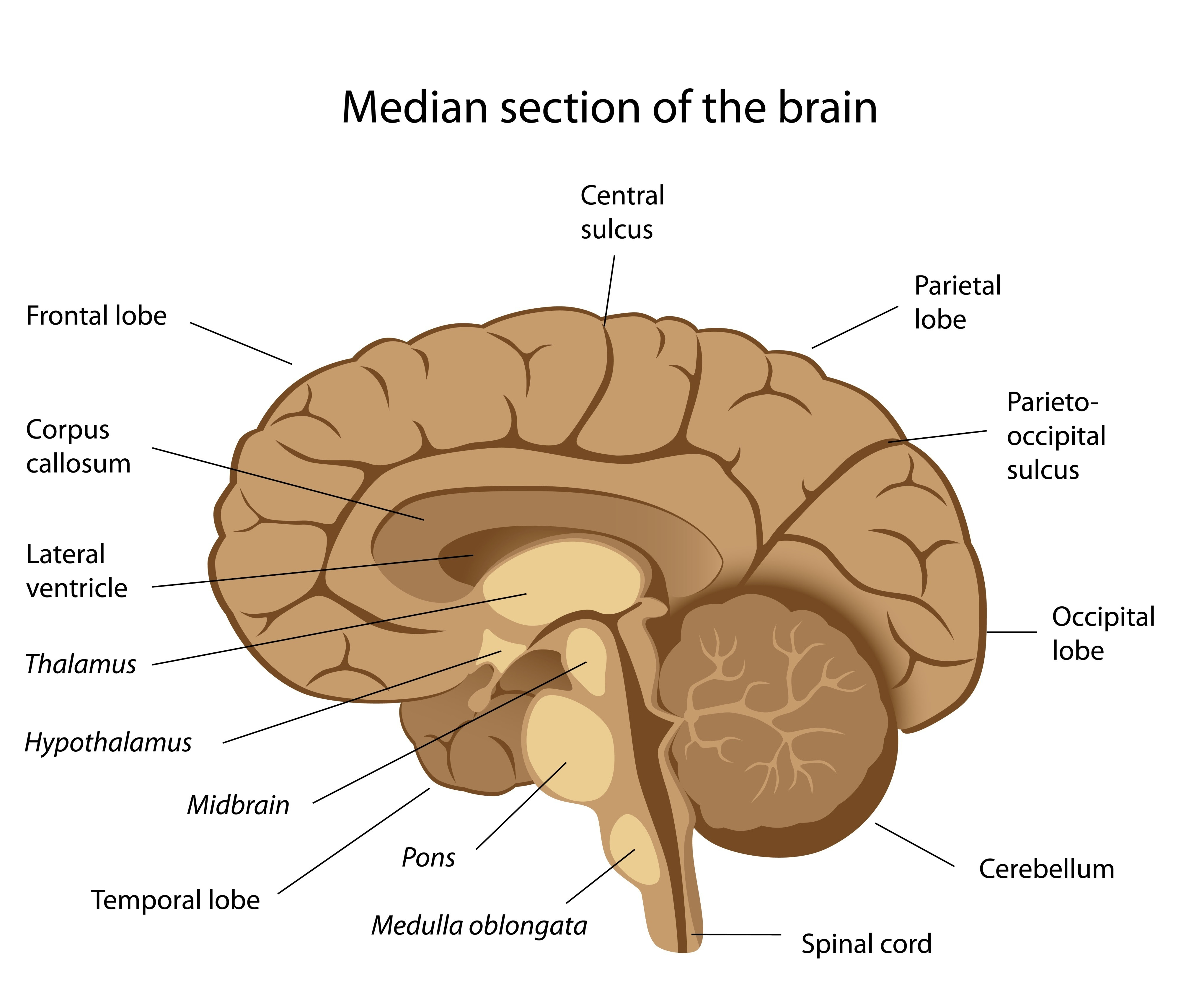 Free Brain Diagram, Download Free Brain Diagram png images, Free ClipArts on Clipart Library