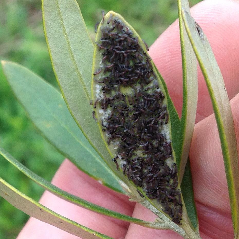 オリーブ 虫 黒い 常に最新のイメージベスト