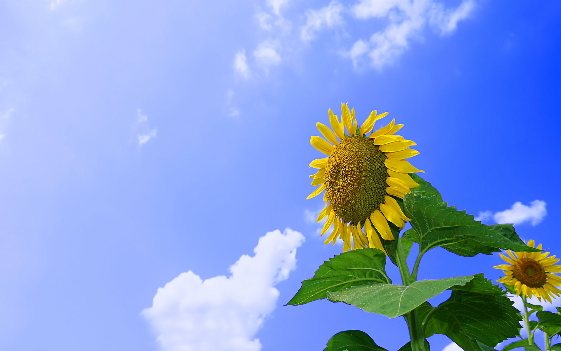 フルhdデスクトップ無料壁紙 ひまわり畑 ひまわりの花 壁紙写真 四季の彩り壁紙写真集
