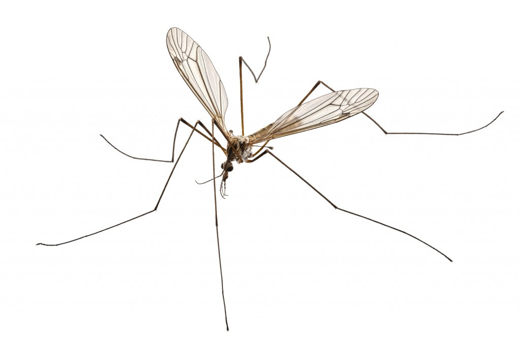 Big Mosquitoes ? Giant Mosquitoes- Crane flies | Canton ...