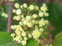 １１月１７日の誕生花 ツタ 蔦 の花言葉 結婚 どこまでも広がる濃緑色の葉の 誠実 弥生おばさんのガーデニングノート 花と緑の365日 楽天ブログ