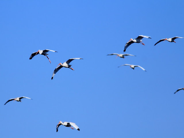 White Ibises 20121125