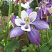 Aquilegia