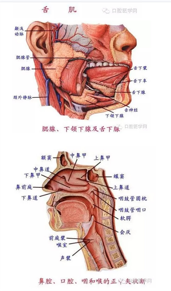 史上最精美的口腔解剖图 美图类 陕西嘉友科贸有限公司
