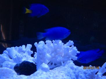 うみたまご 大回遊水槽と熱帯魚 青い魚も ふたり暮らしのブログ