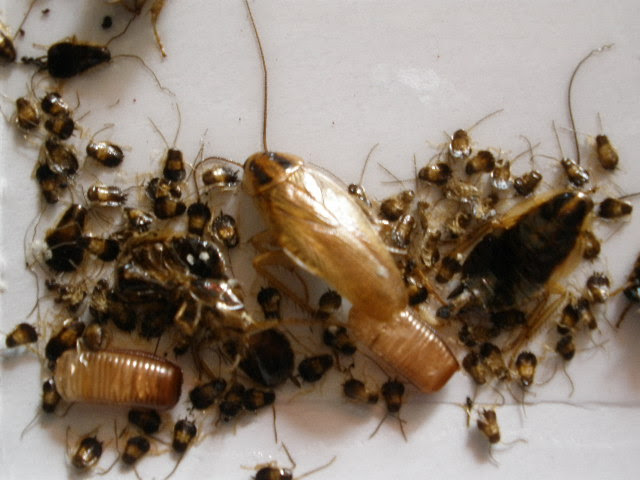 ゴキブリ駆除 ゴキブリの生態 株 Tkc