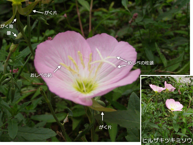 科学技術館メールマガジン 自然と友だち