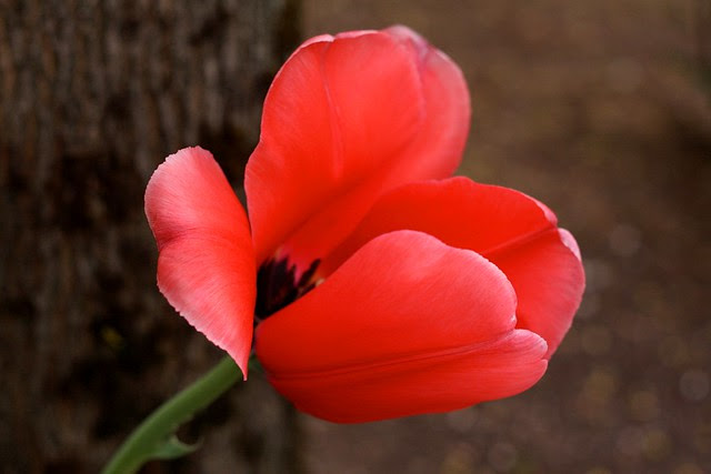april tulip, riverplace