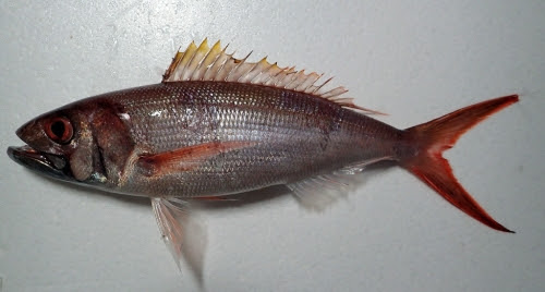 ４２０ オオグチイシチビキ 宮崎で釣り たまには遠征したい