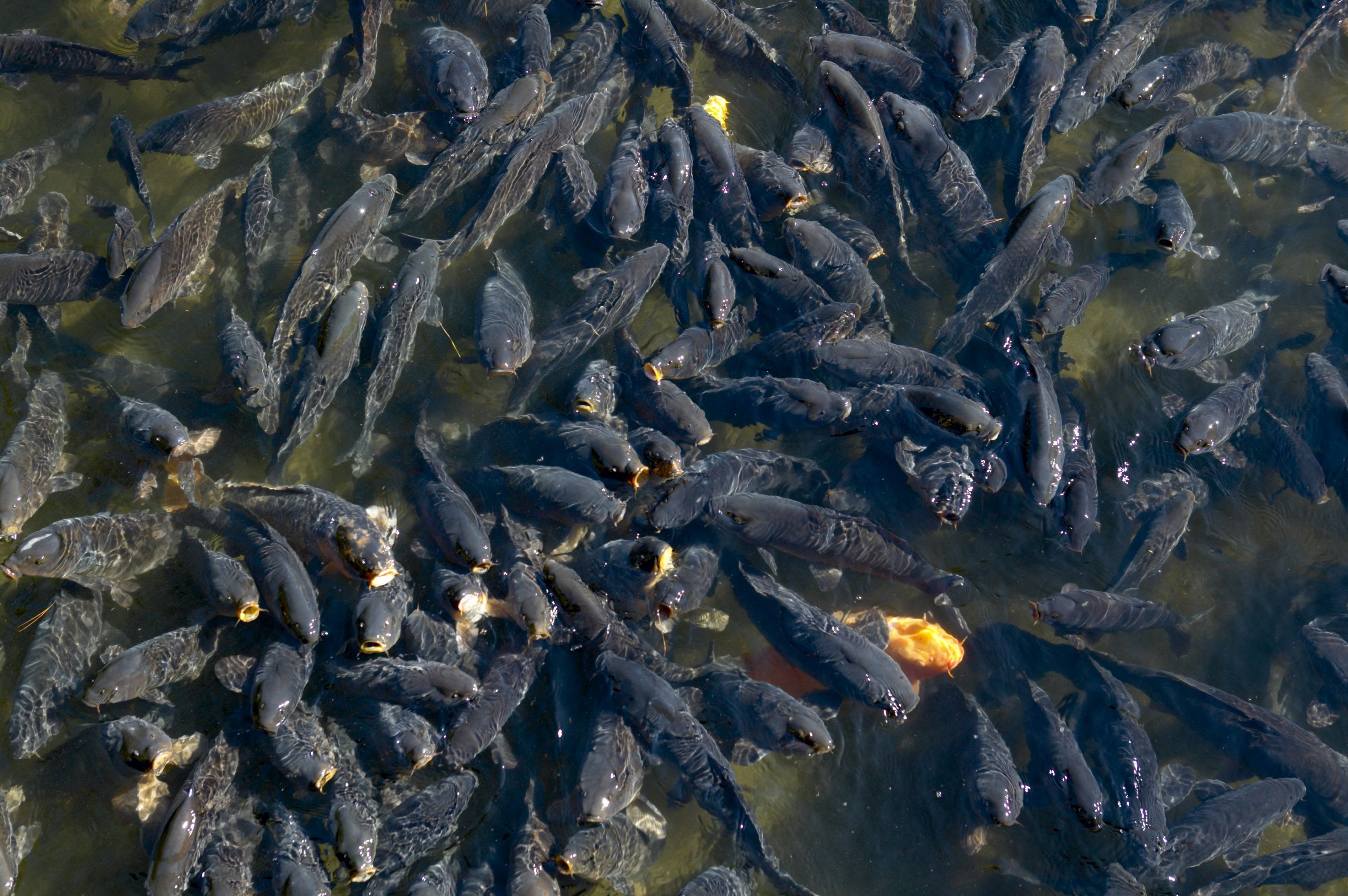 How to Make a Rice Carp Bait | Gone Outdoors | Your ...