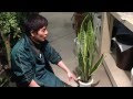 [新しいコレクション] 観葉植物 挿し木用土 154528-観葉植物 挿し木用土