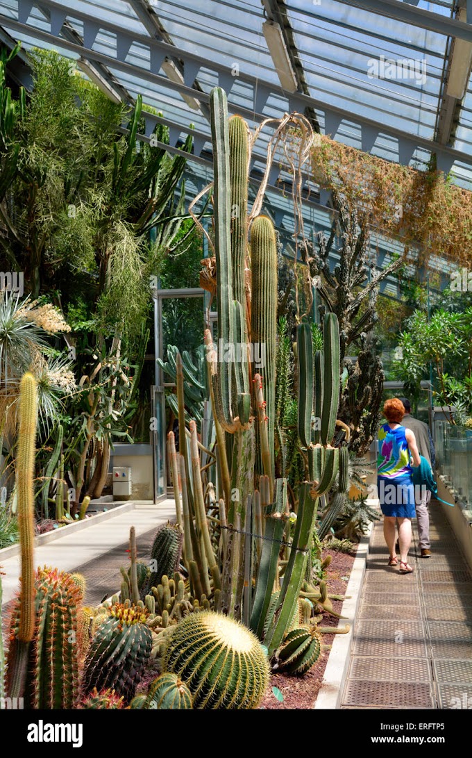 Cactus Jardin Botanico Madrid