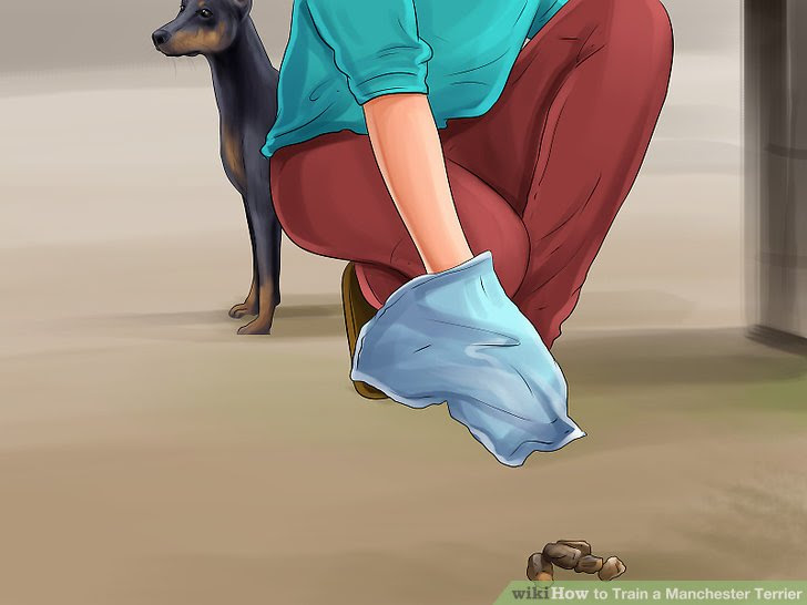 Train a Manchester Terrier Step 16.jpg