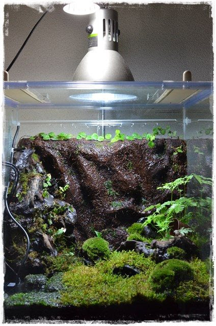 新カエルケージのビバリウムレイアウト完成 明日も釣り日和