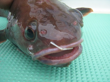 旨魚料理 ドンコ汁 まるかつ水産 旬の旨い魚を自前調達