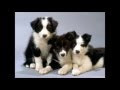 Photo De Bebe Chien Border Collie