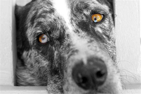  2016366226 what his eyes say thats the catahoula leopar flickr