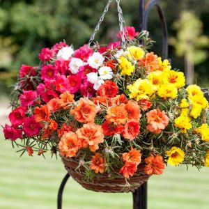 The Lovely Portulaca That Blooms At 10 O Clock Blog Nurserylive Com Gardening In India