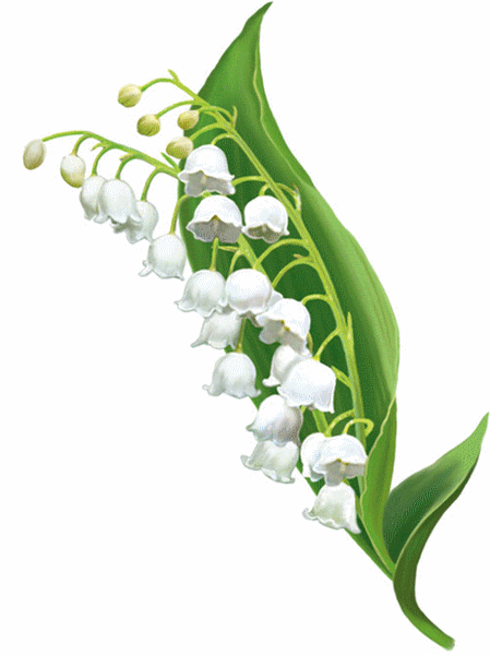 fond d'ecran gratuit bouquet de muguet
