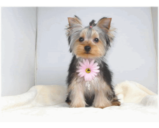 ヨークシャテリア専門犬舎 可愛い仔犬の部屋