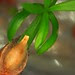 Persoonia amaliae - Amalie's Geebung - seedling